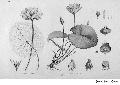 Illustration of Lotus Plants