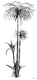 Papyrus Plant Gautier