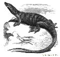 Skink of Egypt