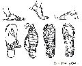 Ancient Egyptian Sandals