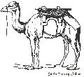Arabian Camel For Baggage