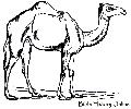 Arabian Camel