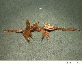 Golden Greek Diadem