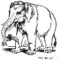 Asiatic Elephant