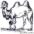 Bactrian Camel