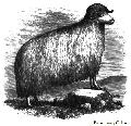 Broad Tailed Sheep