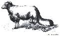 Eastern Sheep With Tail In A Cart