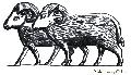 Broad Tailed Sheep