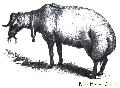 Broad Tailed Sheep Shorn