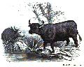 Buffaloes In Palestine