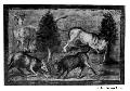 Bulls Fighting