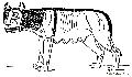 Capitoline Wolf