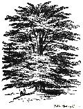 Cedar Of Lebanon