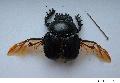 Scarab
