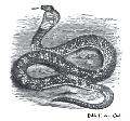 Cobra