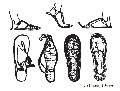 Egyptian Sandals