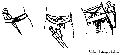 Egyptian Girdles