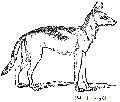 Egyptian Wolf
