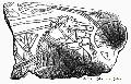 Engraved Shell