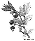 Evergreen Oak of Palestine