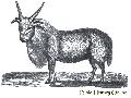 Goat Of Palestine
