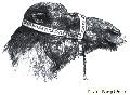 Head Of A Camel