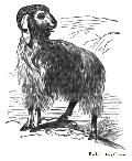 Long-eared Syrian Goat