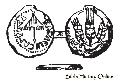 Ancient Coin Bearing the State Umbrella