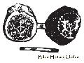 Ancient Coin Bearing an Anchor