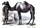 Overworked Camel