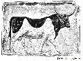 Sacred Bull