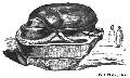 Sacred Scarabaeus