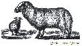 Sheep Of Palestine