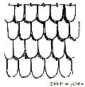 Specimen Of Scaled Or Imbricated Coat