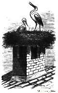 Stork And Its Nest