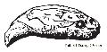 Tooth of Cave Bear
