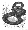 Toxioca of Egypt 