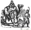 Camels