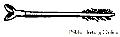 Tyrolese Feathered Cross-bow Bolt For Hunting