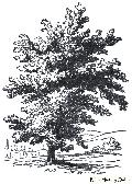 Valonia Tree