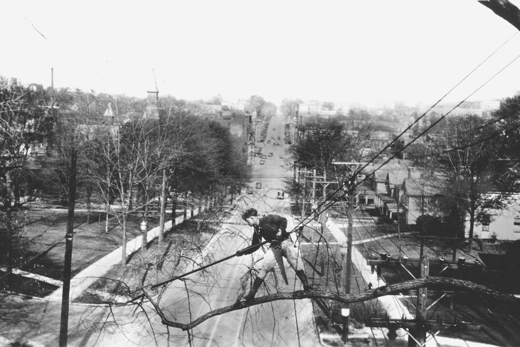 The History of Tree Care and Arboriculture in America hero image