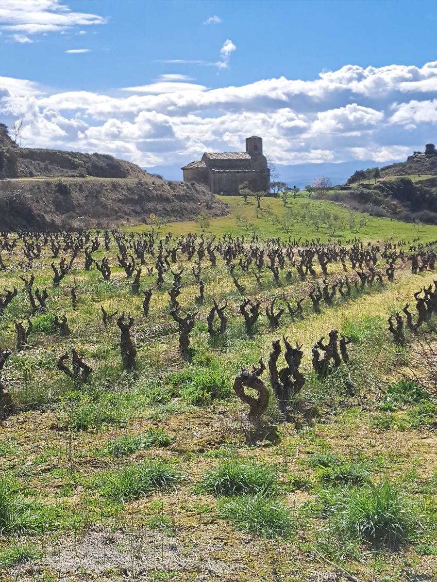 Wine in the Bible: The Spiritual and Historical Significance of Rioja Wine hero image
