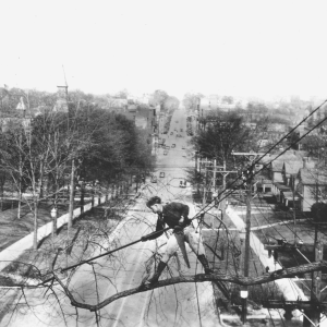 The History of Tree Care and Arboriculture in America image